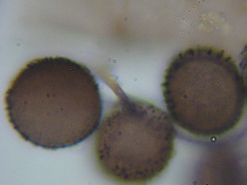 Lamproderma sauteri?